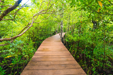Obraz premium Mangrove junction pathway to the forest