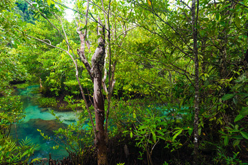 Ecosystem mangrove tropical forest