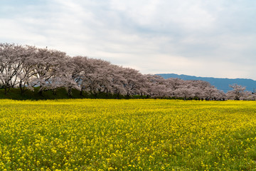 Cherry blossom in Nara, 2020.