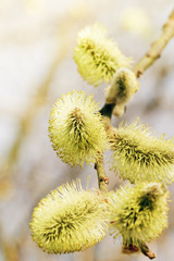 Fototapeta premium Close up of Goat willow blossom, yellow pollen covered catkins, spring willow blossom causing allergy. Blossomming buds of willow. Buds of the willow blossom in early spring. Easter spring time