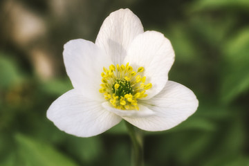 White Anemone sylvestris blossoming on green blurry bokeh background. Snowdrop anemone is a perennial plant flowering in spring in the forest