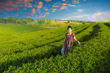 Beautiful asian woman Harvesting tea leaves in the morning, tea leaves in the field of tea,Tea Crop, China - East Asia, Picking - Harvesting, Camellia sinensis, Chinese Culture 