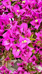 Close-up of the pink petal of Bougainvillea flower with yellow blossom