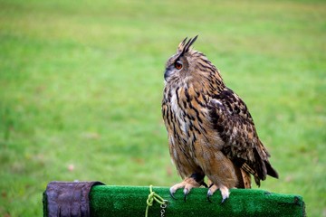 A portrait of a eurasian eagle-owl sitting on a wooden bar covered with fake grass during a bird of prey show given by a falconer. The bird is looking around for the next sign to start flying again.