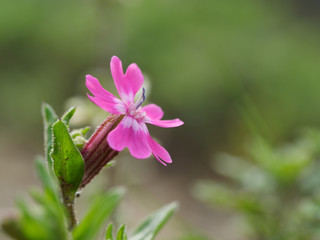 桃色のフクロナデシコ