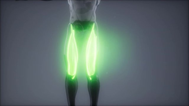 thigh muscles - Visible muscle anatomy map