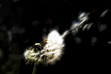 Pusteblume