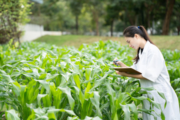 Biotechnology woman engineer examining plant leaf for disease, science and research concept
