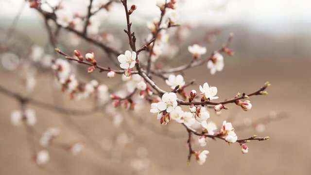 Spring flowers opening. Beautiful Apricot tree blossom, flowering tree in spring