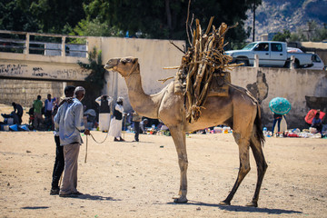Keren, Eritrea - November 03, 2019: Old Local Man with the Camel on the Animal Market