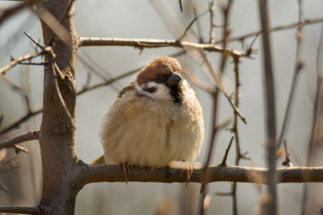 Fat sparrow sitting on tree branch