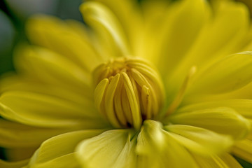 Yellow Chrysanthemum Flowers. Photographed close-up.