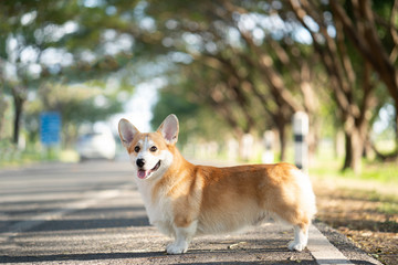 Naklejka na ściany i meble Corgi dog pet on the road in summer sunny day