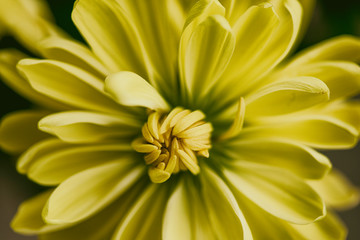 Yellow Chrysanthemum Flowers. Photographed close-up.