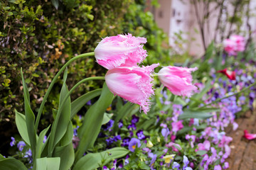 曲がったチューリップ