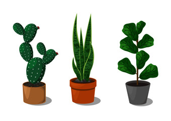 Plants in a pot
