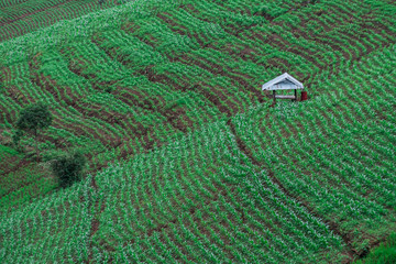 Rice fields during the rainy season in northern Thailand
