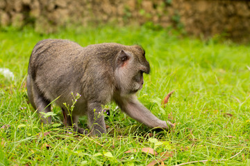 monkey looking for food