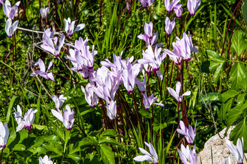 Many people call spring Cyprus a Paradise on earth. Flowers cover the mountain slopes, trees and green lawns. This beauty can be repeated only next spring.         