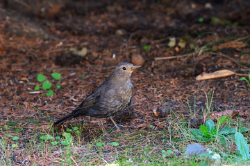 Amsel in der Mauser	
