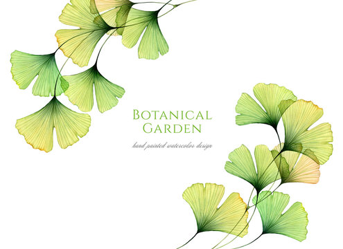 Watercolor floral background. Card template with transparent green leaves and place for text. Hand painted artwork with Maidenhair tree. Realistic and botanical illustration