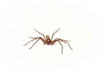 Spider on a white background.