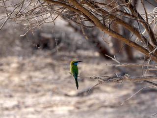 Green bee-eater, Merops orientalis, sitting in the bushes on a branch. Oman