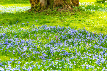 Blaue Sternhyazinthen  im Park im Frühling