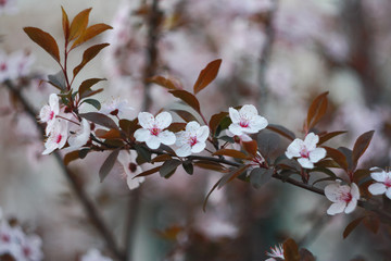Branch of a blossoming cherry in the spring.