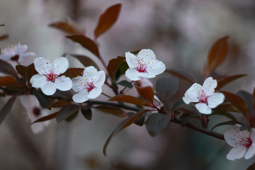 Branch of a blossoming cherry in the spring.