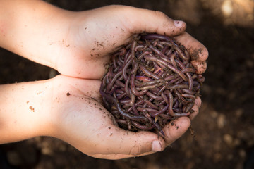 Child hands holding Fertile soil