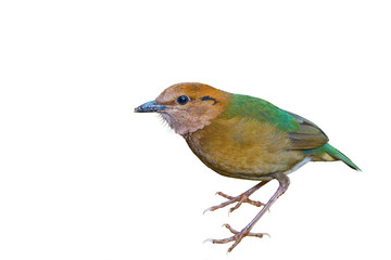Rusty-naped Pitta on white background