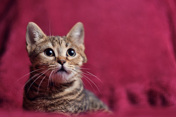 Obraz premium Cute kitten looking curious on velvety fabric