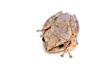 Image of Common tree frog, four-lined tree frog, golden tree frog, (Polypedates leucomystax) on white background. Animal. Amphibians.