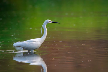 Image of little egret (Egretta garzetta) looking for food in the swamp on nature background. Bird. Animals.