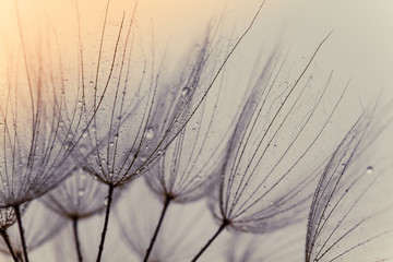 Abstract macro photo of dandelion seeds. Shallow focus. Old style tone. - 335302320