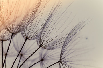 Abstract macro photo of dandelion seeds. Shallow focus. Old style tone.