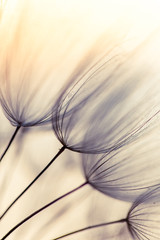 Abstract dandelion flower background. Seed macro closeup. Soft focus . Spring nature - 335302379