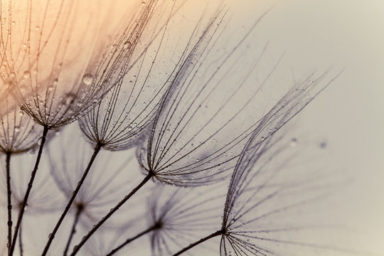 Abstract macro photo of dandelion seeds. Shallow focus. Old style tone. © R_Szatkowski