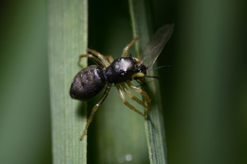 Very small black spider eating a fly sitting on plant stem