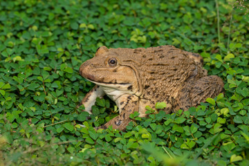 Image of Chinese edible frog, East Asian bullfrog, Taiwanese frog (Hoplobatrachus rugulosus) on the grass. Amphibian. Animal.
