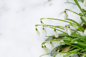 Snowdrops under the snow. Spring flowers.