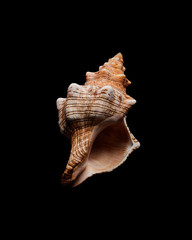 Mid air orange seashell on black background