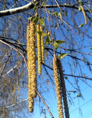 Naklejka premium birch branches in spring