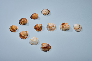 Mix of seashells set up in arrow shape on blue paper background