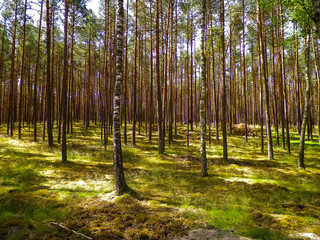 Landscape of Tuchola Forest, South Kashubia, Poland.