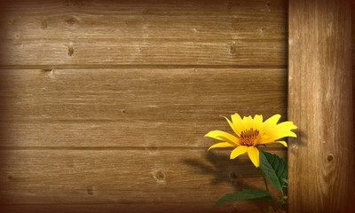 Obraz premium Planche brune avec fleur de Camomille jaune.