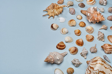 Mix of seashells set up on blue paper background