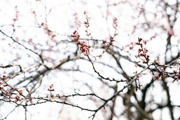 swollen almost flowers on a branch of a budding apricot in early spring. beautiful flowers