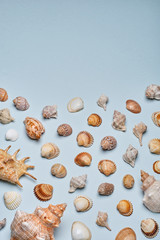 Mix of seashells set up on blue paper background
